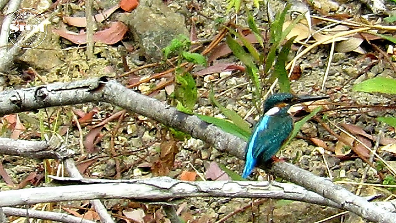 นกกะเต็นน้อยธรรมดาCommon Kingfisher 