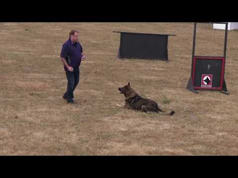 best-german-shepherd-obedience
