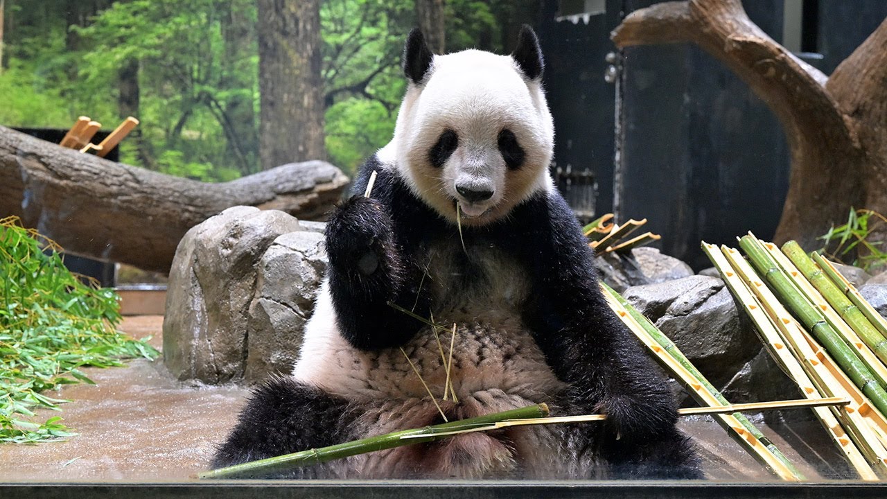 みんと様 2025年パンダ 3枚 みんと様 2025年パンダ 3枚 2025.06.08 今日のパンダ（3867日目