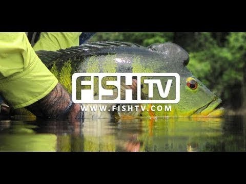 O Canal Oficial da Pesca Esportiva | FISH TV AO VIVO | Se inscreva e ative o sininho! - O Canal Oficial da Pesca Esportiva | FISH TV AO VIVO | Se inscreva e ative o sininho!