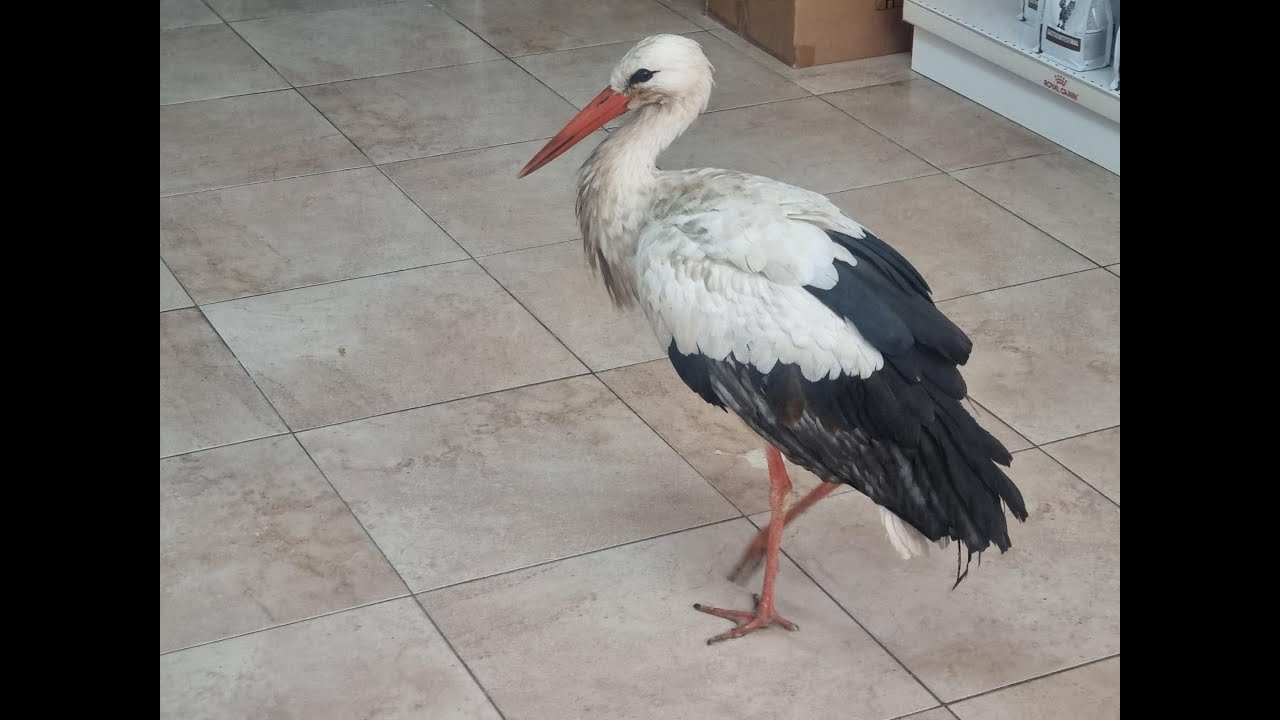 Щъркелът Антон, бедствал в Бургас, е в стабилно състояние и заминава за спасителен център