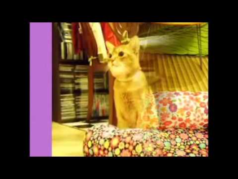 100円ショップのクッションで手軽にできるネコ用ベッドの作り方 Youtube