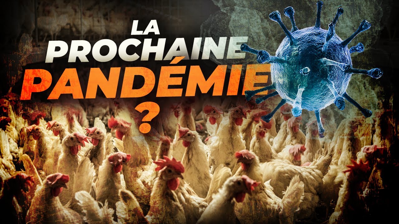 Élevage Intensif : La menace cachée de la Grippe Aviaire