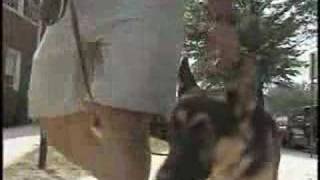 Dog Liability