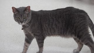 PAWS suggests new animal services position, City Council says no