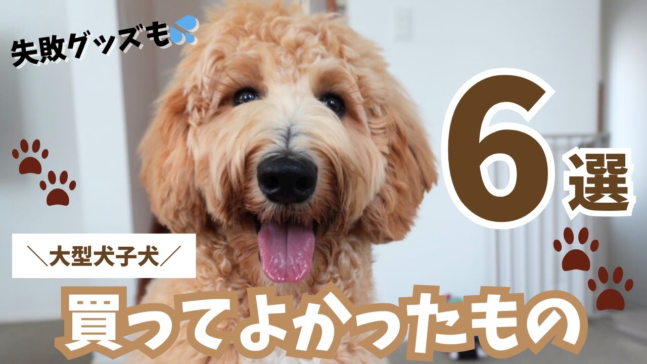 【子犬のお迎え】買ってよかったもの6選！買って後悔したものも紹介します