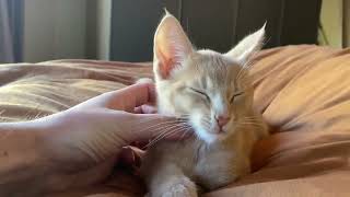 Sweetest boi anti anxiety purr compilation