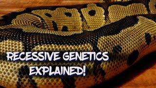Recessive Genetics Explained!