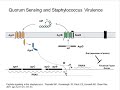 Staphylococcus Aureus Virulence Factors - facteurs de ...