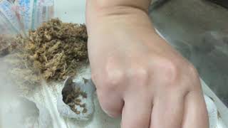 ヨーロッパ イエコオロギ Sサイズ ギュウギュウ詰め