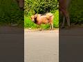 Bull Funny Video #animals #shortsfeed #mountains #naturelovers #bull #cow #animallovers #feed #bulls