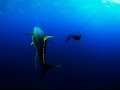 Harbor House Life:  Petting Wild Yellowfin Tuna   Spearfishing Ascension Island
