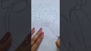 Human Heart valves chambers heart humanheart biology maamsaddaf