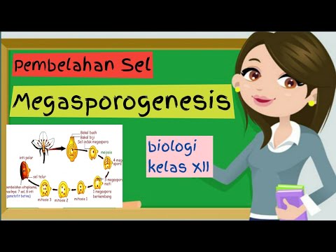 Megasporogenesis kelas 12 | Materi Biologi Pembelahan Sel