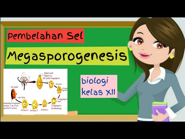 Megasporogenesis Biologi Kelas 12