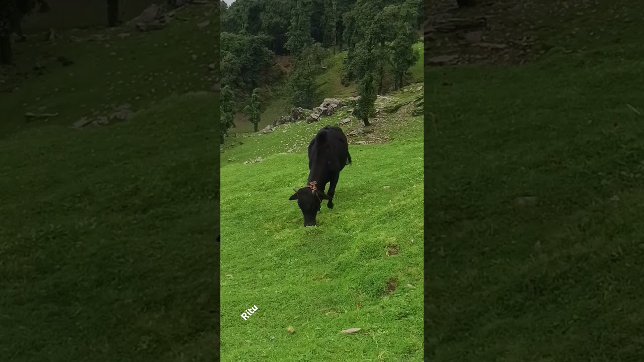 It's all about uttarakhand. I just love uttarakhand. 💚💚