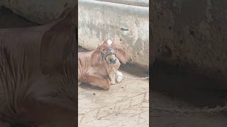 Breading bull imported semen simen, farming🤲♥️✨️ #bull #youtubeshorts #cowlover #qurbani #breeding