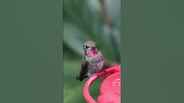 🐦The hummingbirds seem to like my bird feeder very much. They come many times a day❤️ #hummingbird