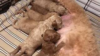 How cute are 12 day old puppies nursing!