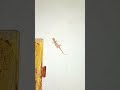 Night House Lizard Life🐊 #shorts #lizards #geckos