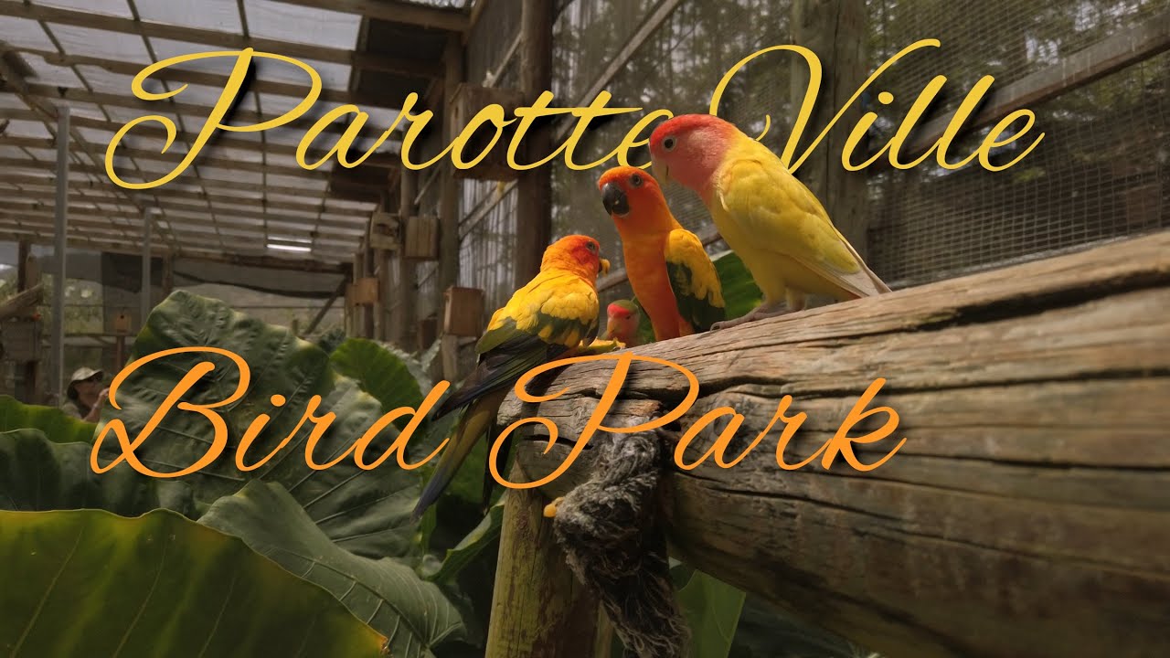 PAROTTE VILLE Bird Park Belvedere Sint Maarten YouTube