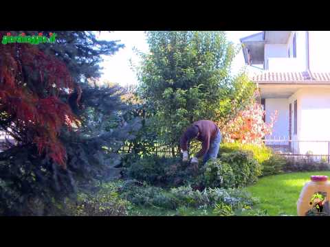 Video: Giardinaggio 