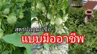 ปลูกมะเขือให้เป็นมืออาชีพ ทำอย่างไร?