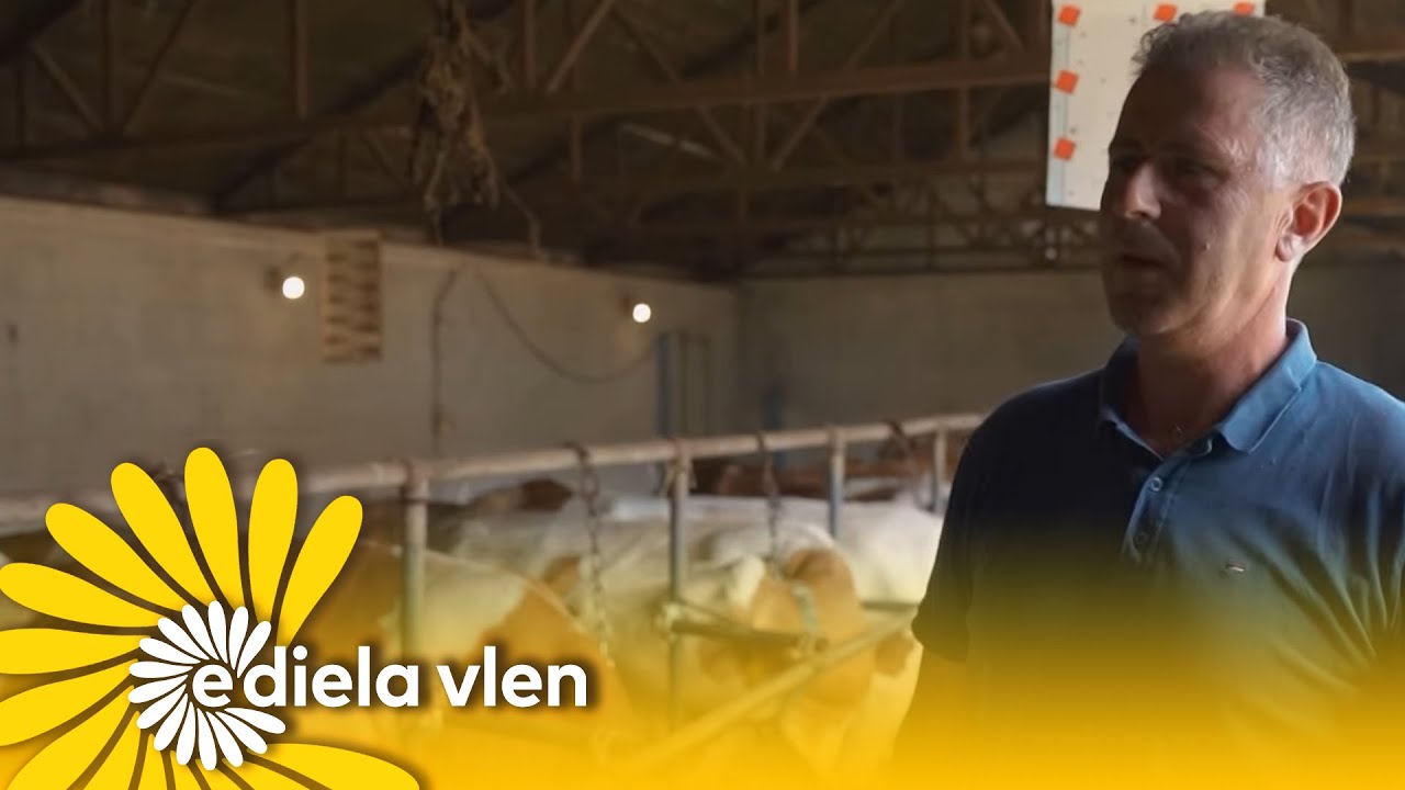 Një ditë në fermën e lopëve të familjes Gashi në Nagavc të Rahovecit