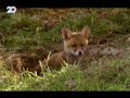 Documentário: Vida Selvagem na Rússia