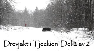 Drevjakt i Tjeckien Del 2 av 2 - Macke skjuter sin första Sikahjort. Drive lov, Lov, Driven Hunt