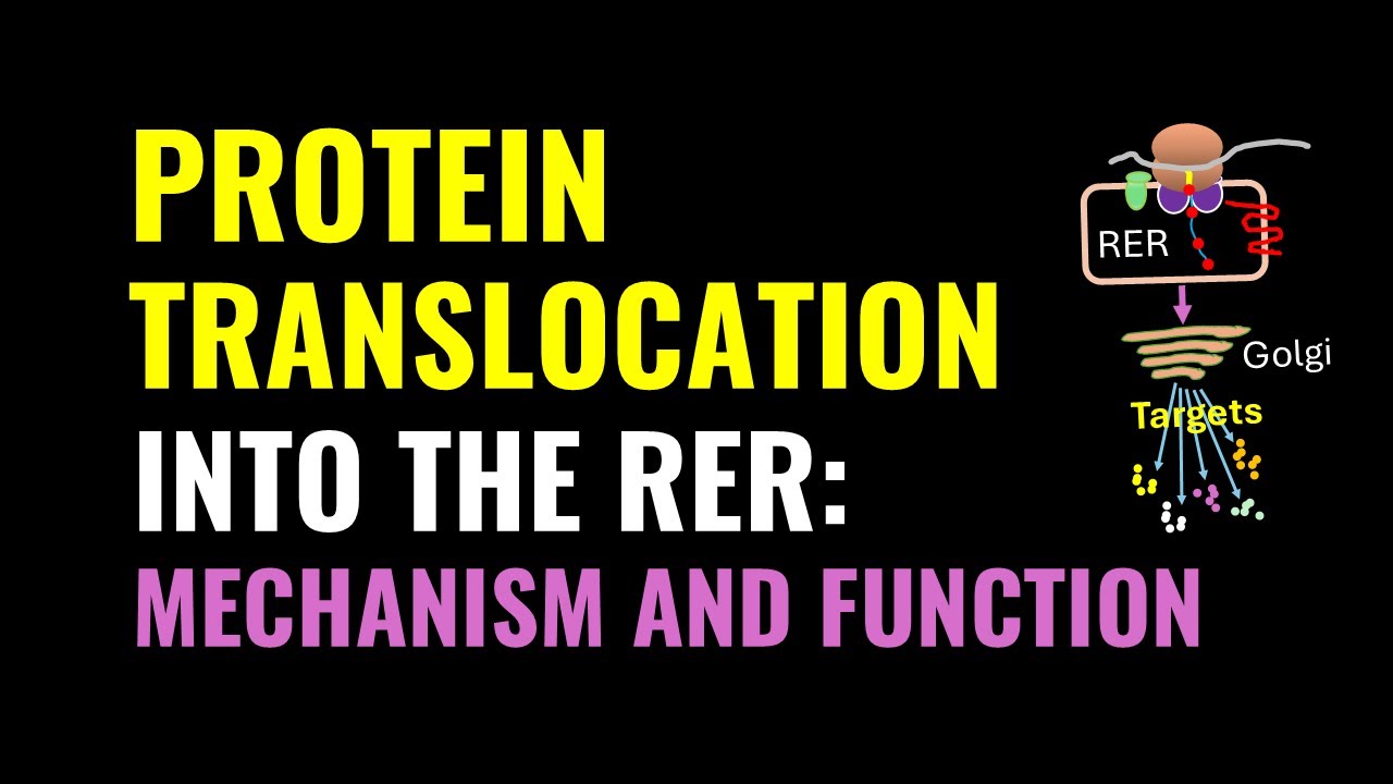Protein translocation into the rough endoplasmic reticulum: mechanism ...