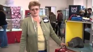 Кошачья порода Британская голубая Кошачья порода Британская голубая