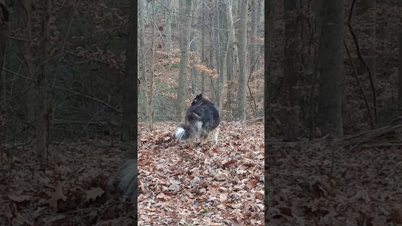 Cay buries her bone, then thinks maybe she should just eat it