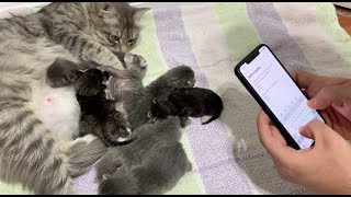 How to Tell Newborn Kittens Apart