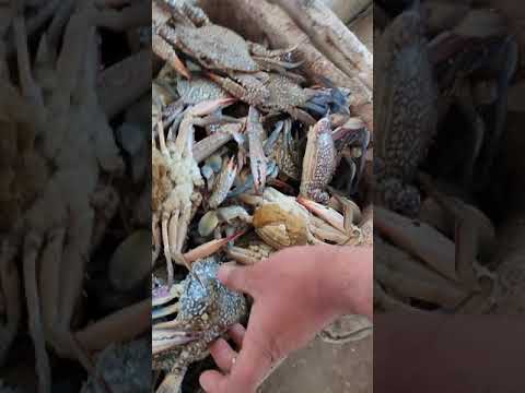 سمك ابو جنيب 07831114396