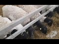 Подготовка корма для овец. Новоселье