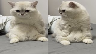 BIKIN NGAKAK! bikin Nangis Bocil, kucing ini berexpresi Panik Lucu banget/kompilasi kucing Terlucu
