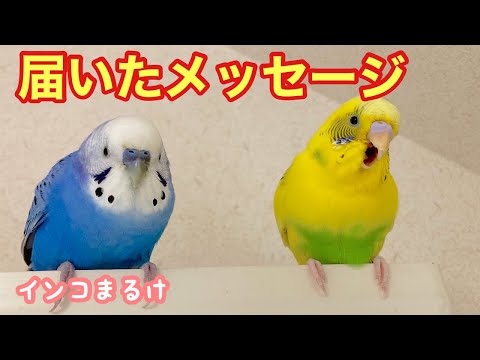インコの飼育の質問をいただいて、考えさせられた事。〜発信し続ける〜　Budgerigar.