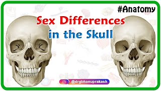 Sex differences in the skull  : medical animation