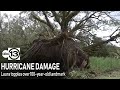 100-year-old landmark oak tree toppled in Orange, Texas