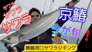 舞鶴湾口サワラ便でサワラ連発‼️