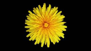 Watch Jasper Sawyer Dandelion video