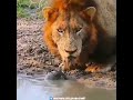 Черепаха нападает на льва! Невыдуманная история.