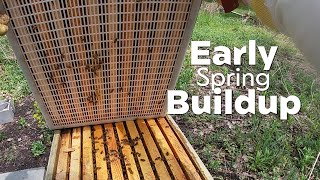 Spring Hive Buildup