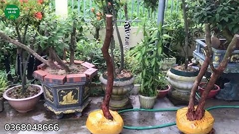 Giao lưu hai phôi sim rừng