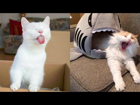 Try Not To Laugh or Grin While Watching Funny Animals Compilation #15