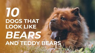 10 Dog Breeds That Look Like Bears (and Teddy Bears) by Barking Royalty 1,456 views 3 years ago 5 minutes, 20 seconds
