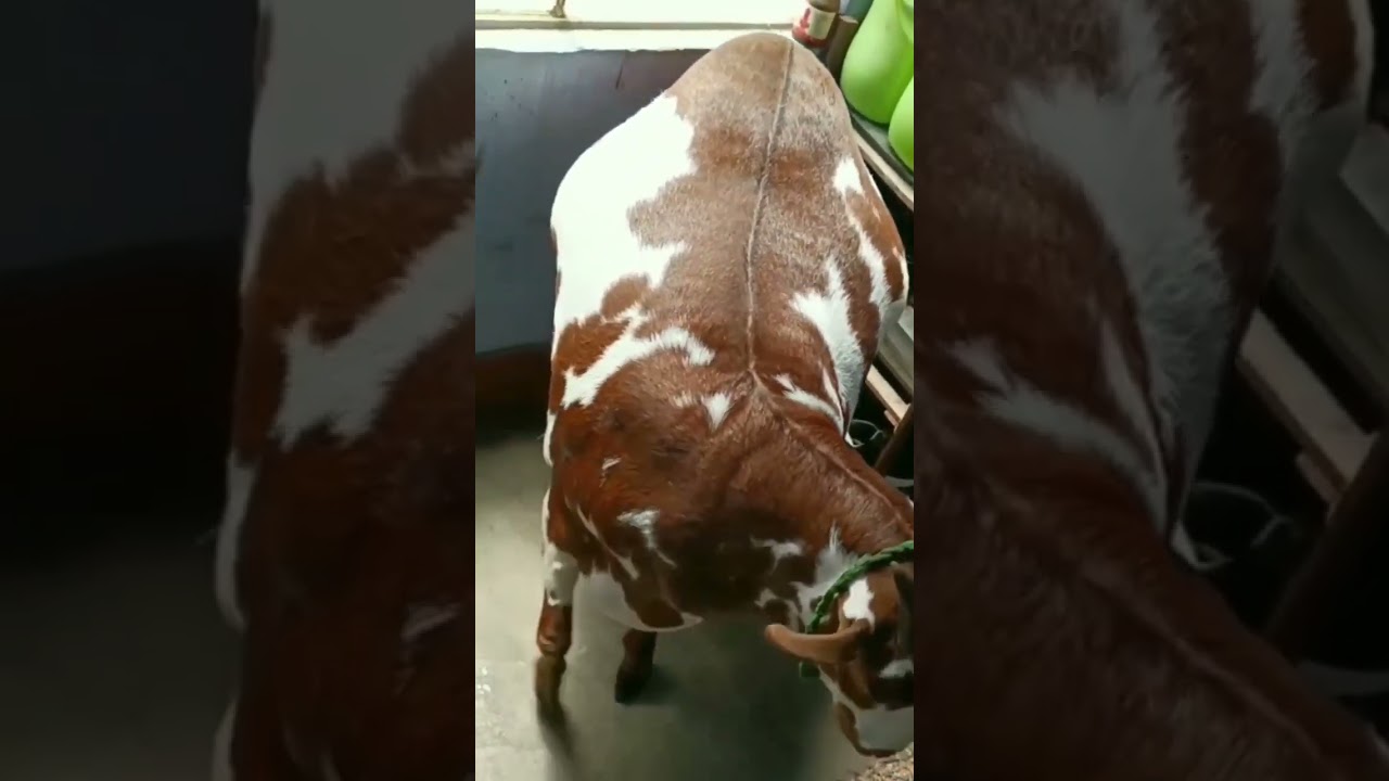 mashallah top quality heavy weight Barbara bakra 