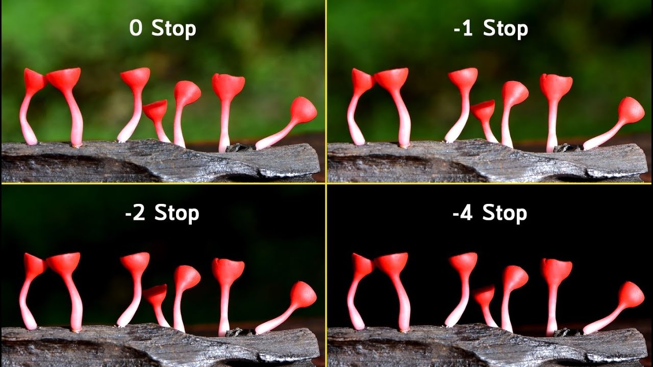 ภาพ มาโคร 2022 NikonClub Thailand Tutorials - Advanced Photography (ตอนที่ 4 - การถ่ายภาพมาโครด้วยแสงแฟลช)