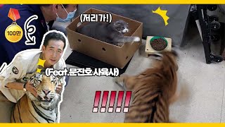 [ENG SUB] What happens when a cat and a baby tiger meet? (funny and cute)